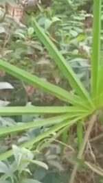 ssstwitter.com_1727018128794